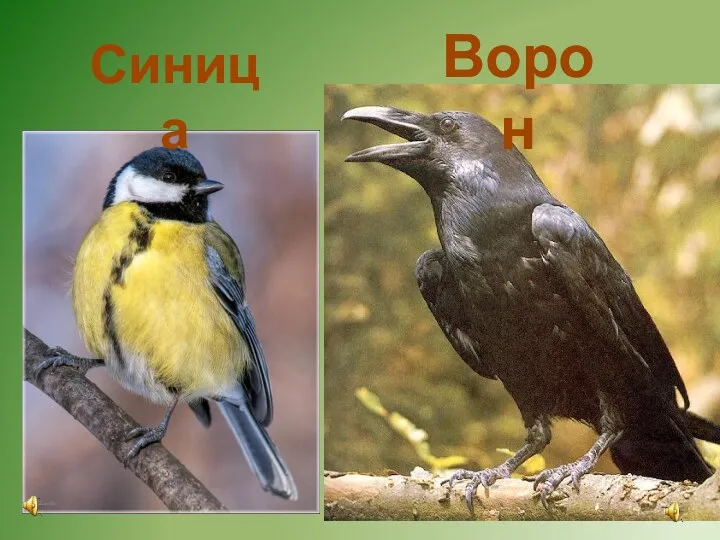 Синица Ворон