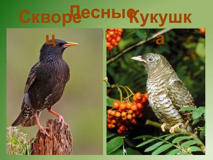 Лесные птицы Скворец Кукушка