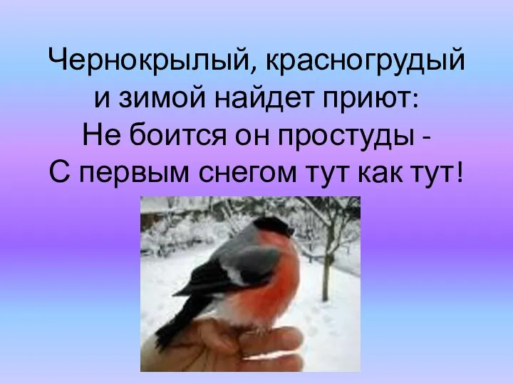 Чернокрылый, красногрудый и зимой найдет приют: Не боится он простуды
