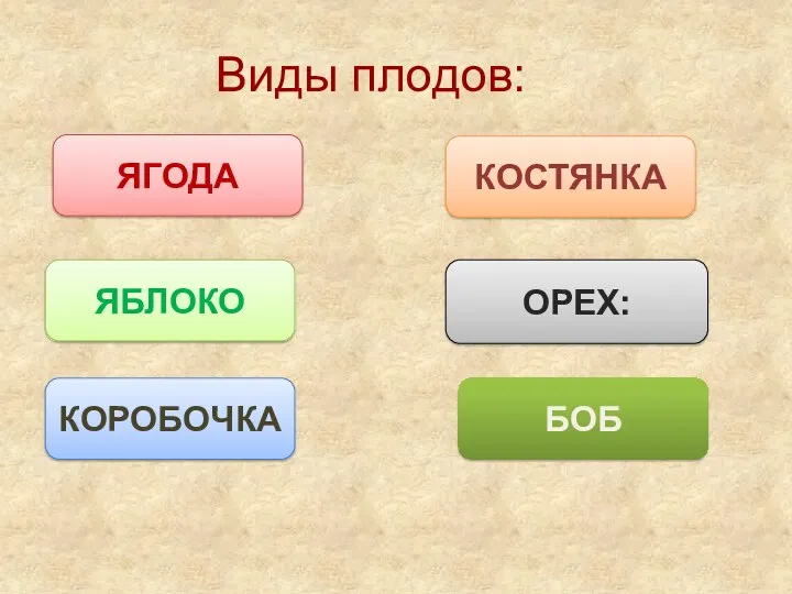 Виды плодов: ЯГОДА ЯБЛОКО КОСТЯНКА ОРЕХ: КОРОБОЧКА БОБ