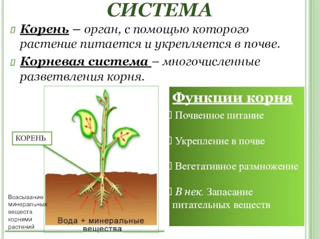 КОРЕНЬ И КОРНЕВАЯ СИСТЕМА Корень – орган, с помощью которого