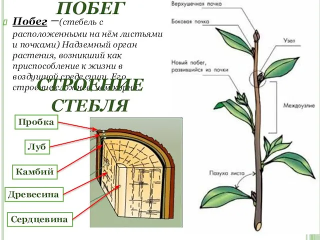 ПОБЕГ Побег –(стебель с расположенными на нём листьями и почками) Надземный орган растения,