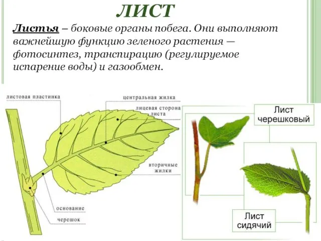 ЛИСТ Листья – боковые органы побега. Они выполняют важнейшую функцию зеленого растения —