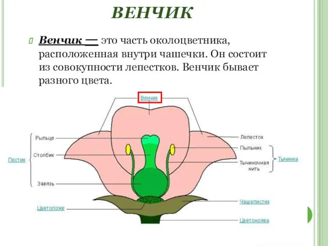 ВЕНЧИК Венчик — это часть околоцветника, расположенная внутри чашечки. Он состоит из совокупности
