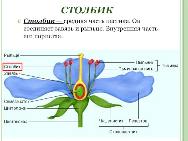 СТОЛБИК Столбик — средняя часть пестика. Он соединяет завязь и рыльце. Внутренняя часть его пористая.