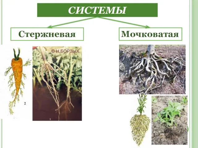 КОРНЕВЫЕ СИСТЕМЫ Мочковатая Стержневая