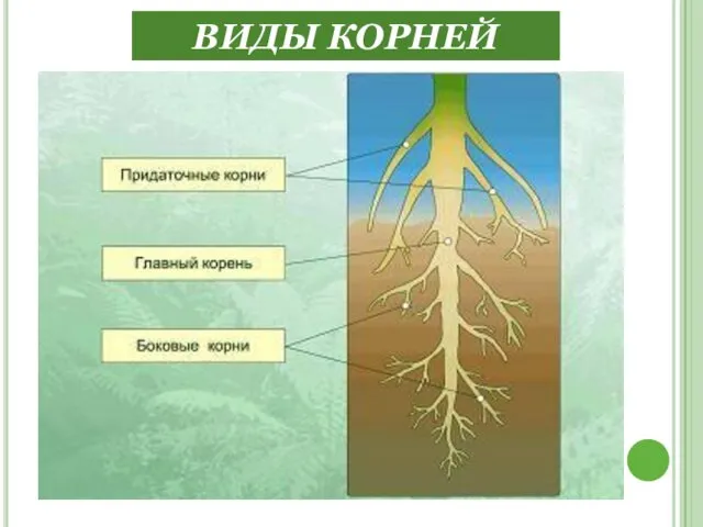 ВИДЫ КОРНЕЙ