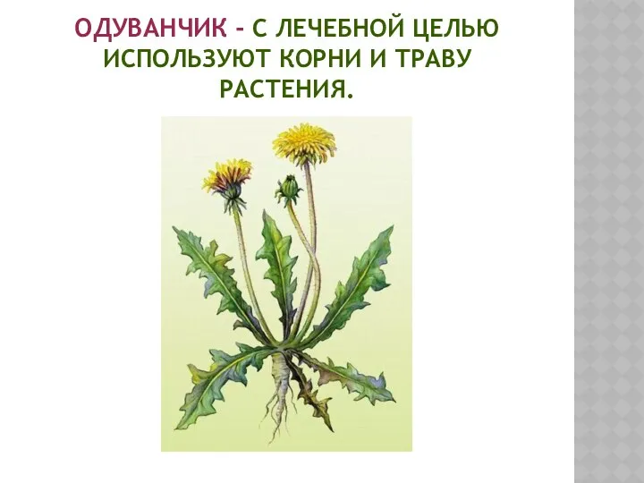 Одуванчик - с лечебной целью используют корни и траву растения.