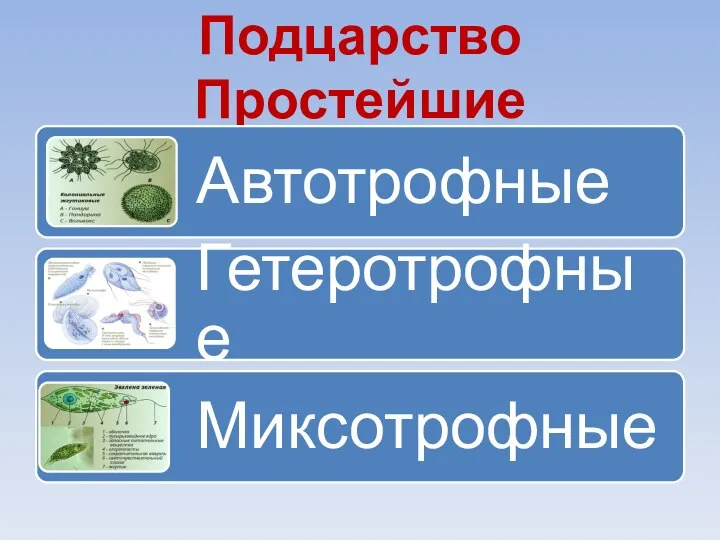 Подцарство Простейшие