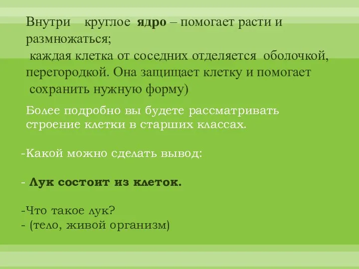 Внутри круглое ядро – помогает расти и размножаться; каждая клетка