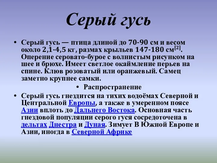 Серый гусь Серый гусь — птица длиной до 70-90 см