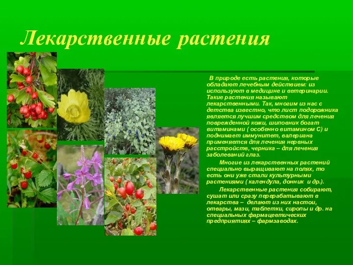 Лекарственные растения В природе есть растения, которые обладают лечебным действием: