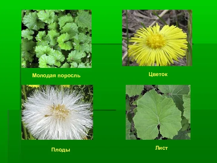 Молодая поросль Цветок Плоды Лист