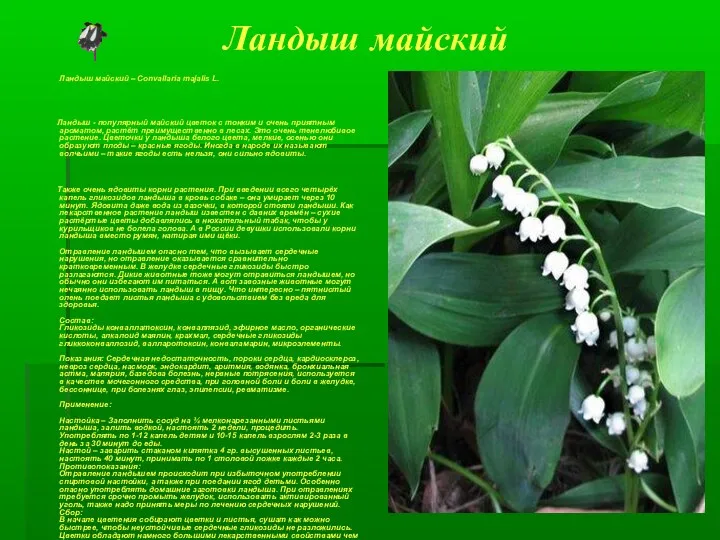 Ландыш майский Ландыш майский – Convallaria majalis L. Ландыш -