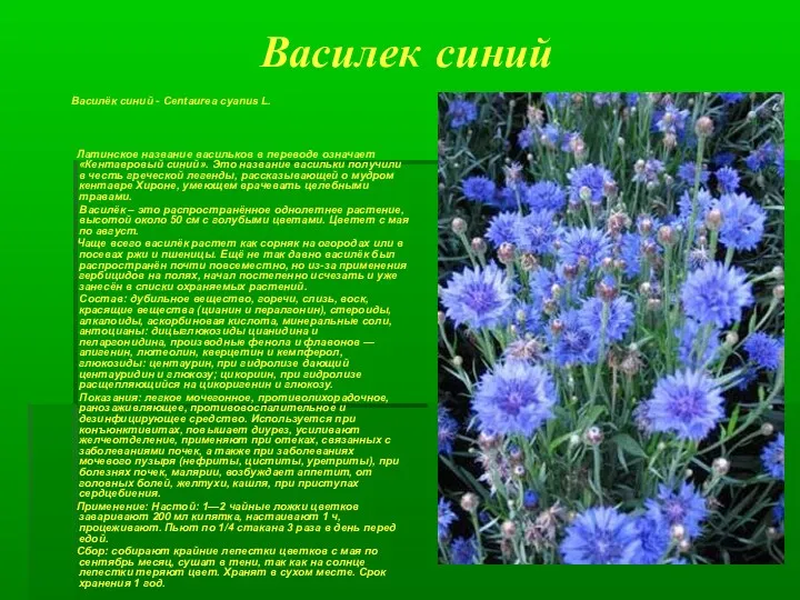 Василек синий Василёк синий - Centaurea cyanus L. Латинское название