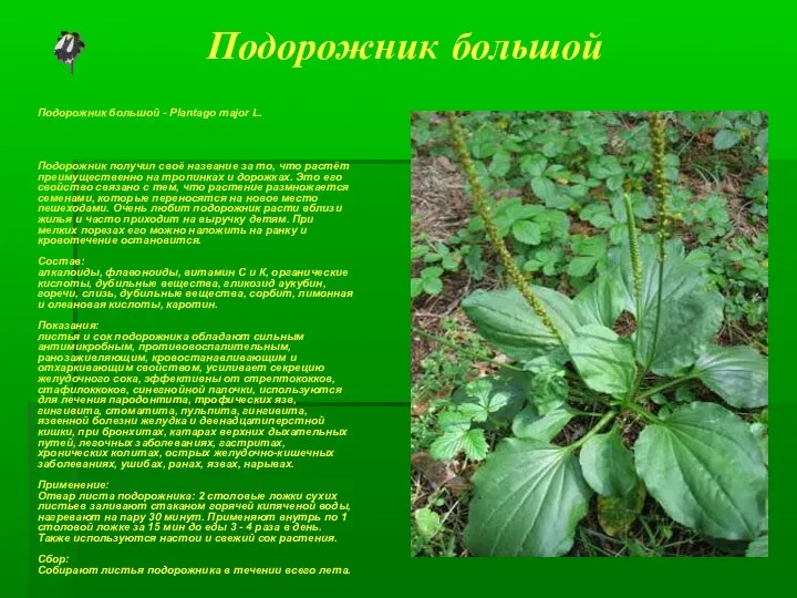 Подорожник большой Подорожник большой - Plantago major L. Подорожник получил