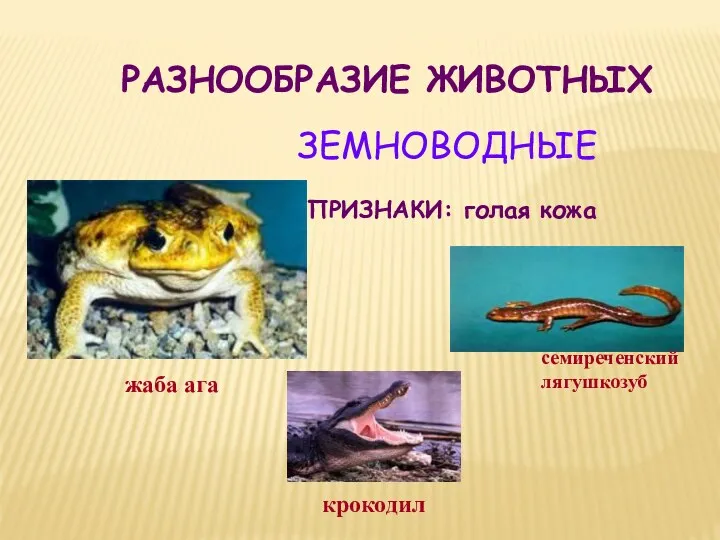 ПРИЗНАКИ: голая кожа жаба ага крокодил семиреченский лягушкозуб РАЗНООБРАЗИЕ ЖИВОТНЫХ ЗЕМНОВОДНЫЕ