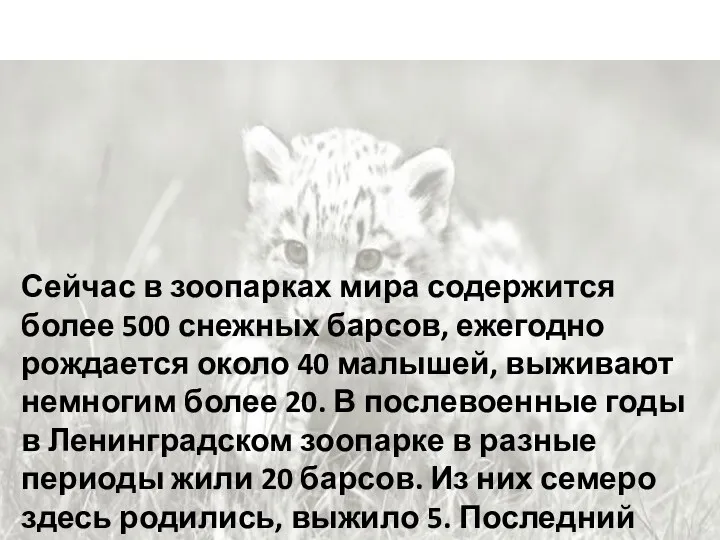 Сейчас в зоопарках мира содержится более 500 снежных барсов, ежегодно рождается около 40