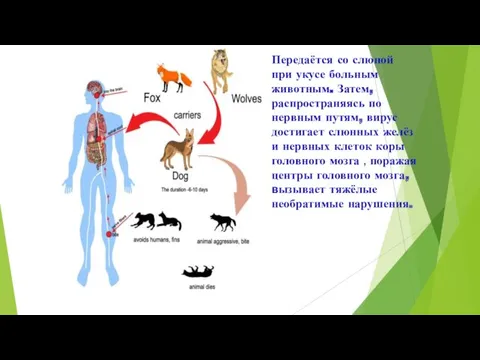 Передаётся со слюной при укусе больным животным. Затем, распространяясь по