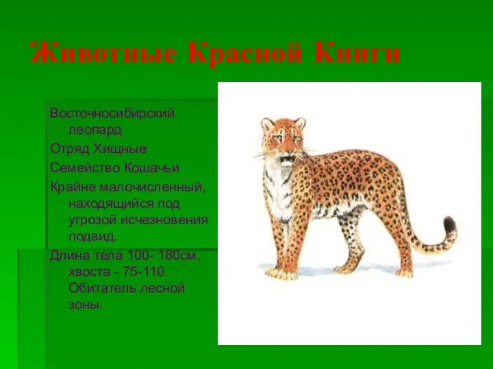Животные Красной Книги Восточносибирский леопард Отряд Хищные Семейство Кошачьи Крайне