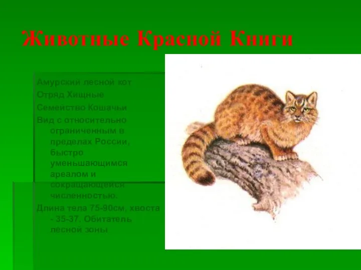 Животные Красной Книги Амурский лесной кот Отряд Хищные Семейство Кошачьи
