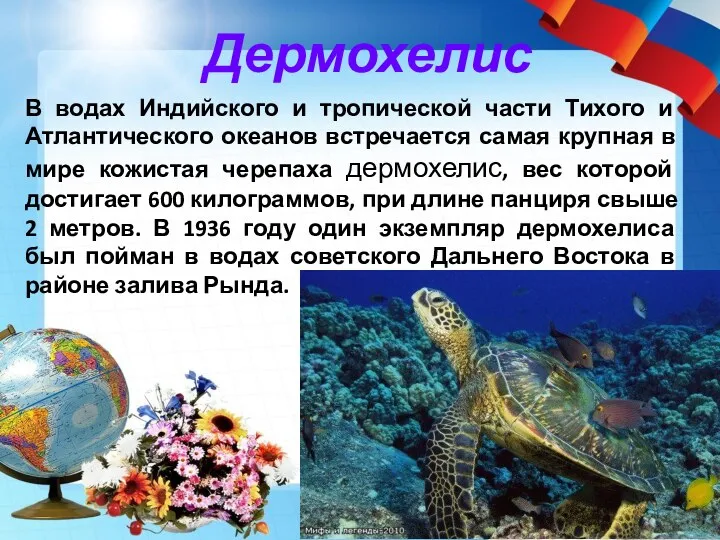 В водах Индийского и тропической части Тихого и Атлантического океанов встречается самая крупная