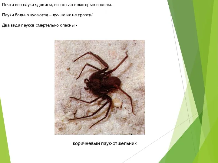 коричневый паук-отшельник Почти все пауки ядовиты, но только некоторые опасны.