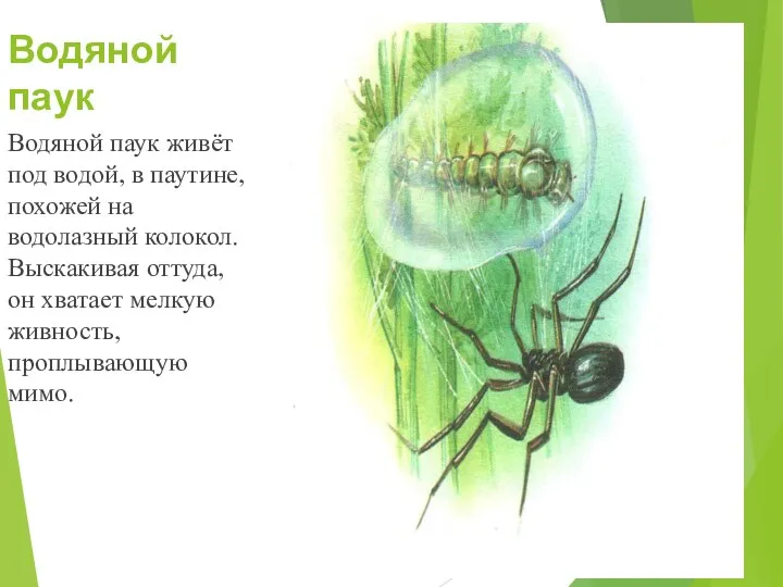 Водяной паук Водяной паук живёт под водой, в паутине, похожей на водолазный колокол.