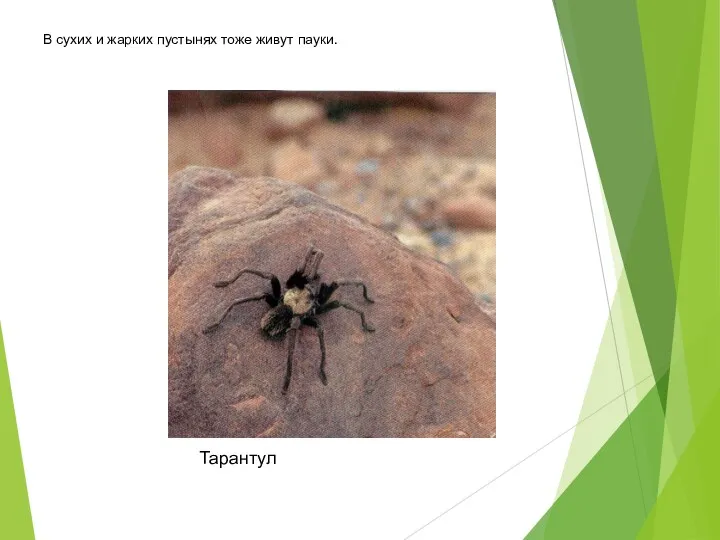 Тарантул В сухих и жарких пустынях тоже живут пауки.