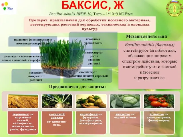 Препарат предназначен для обработки посевного материала, вегетирующих растений зерновых, технических