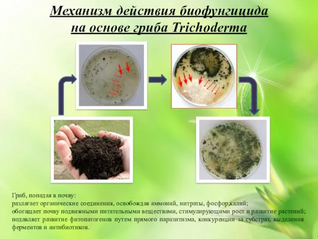 Механизм действия биофунгицида на основе гриба Trichoderma Гриб, попадая в