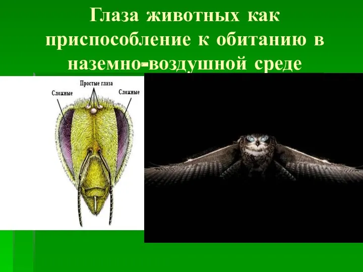 Глаза животных как приспособление к обитанию в наземно-воздушной среде