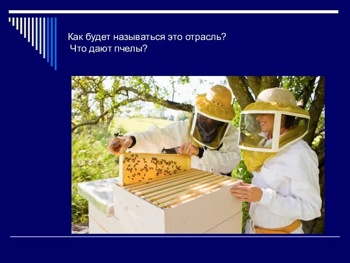 Как будет называться это отрасль? Что дают пчелы?