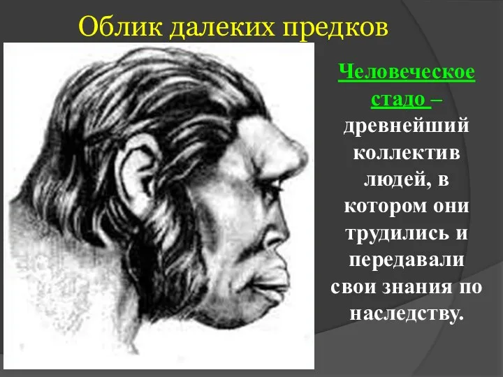 Облик далеких предков Человеческое стадо – древнейший коллектив людей, в