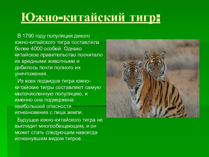 Южно-китайский тигр: В 1790 году популяция дикого южно-китайского тигра составляла более 4000 особей.