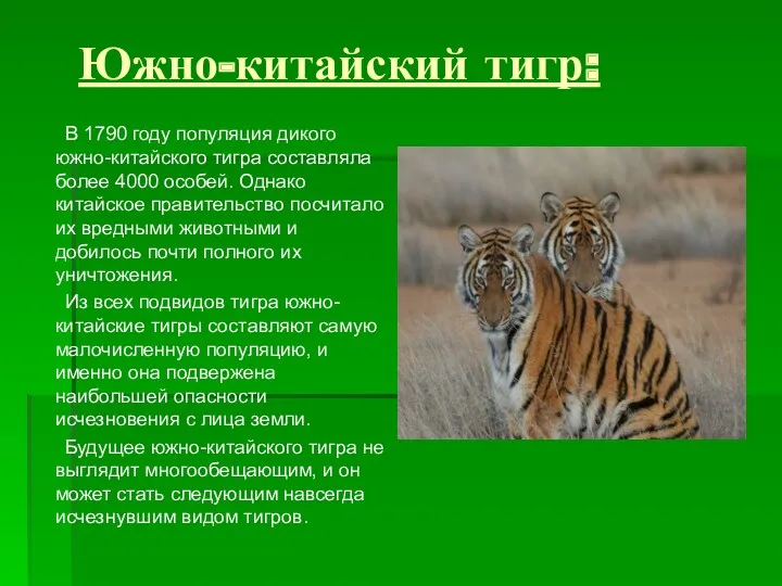 Южно-китайский тигр: В 1790 году популяция дикого южно-китайского тигра составляла