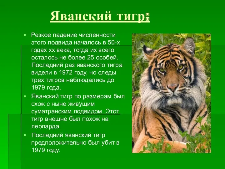 Яванский тигр: Резкое падение численности этого подвида началось в 50-х годах хх века,