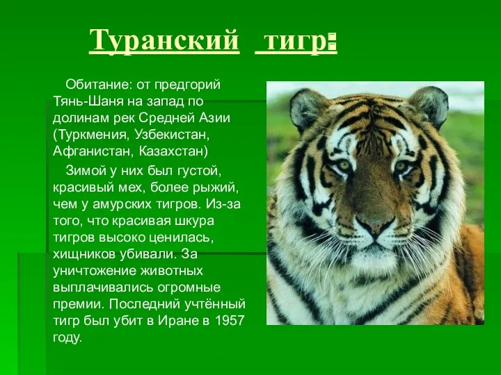 Туранский тигр: Обитание: от предгорий Тянь-Шаня на запад по долинам рек Средней Азии