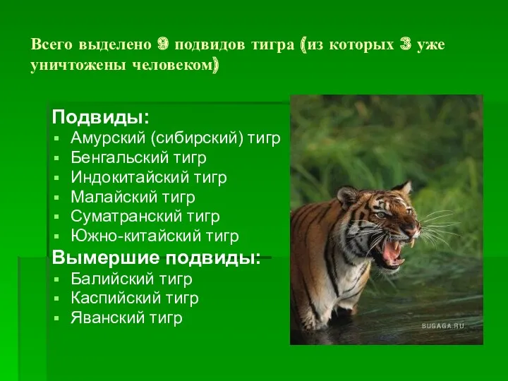 Всего выделено 9 подвидов тигра (из которых 3 уже уничтожены человеком) Подвиды: Амурский