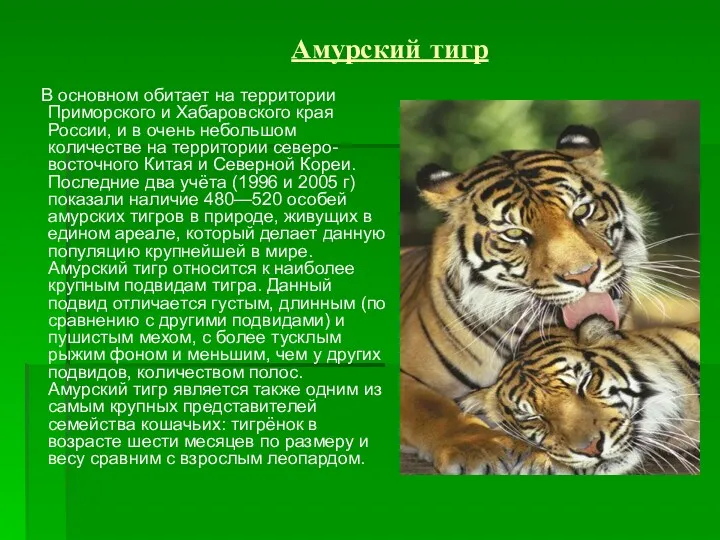 Амурский тигр В основном обитает на территории Приморского и Хабаровского края России, и