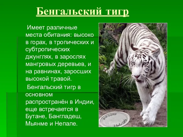 Бенгальский тигр Имеет различные места обитания: высоко в горах, в тропических и субтропических