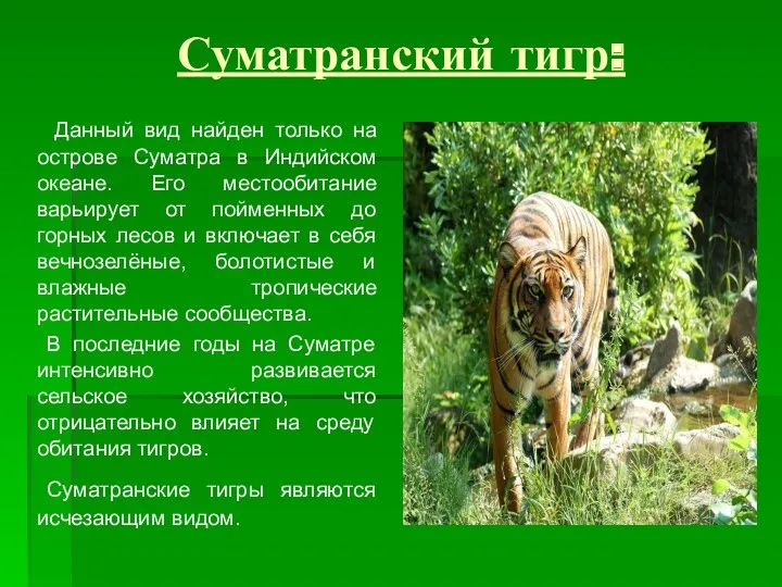 Суматранский тигр: Данный вид найден только на острове Суматра в Индийском океане. Его