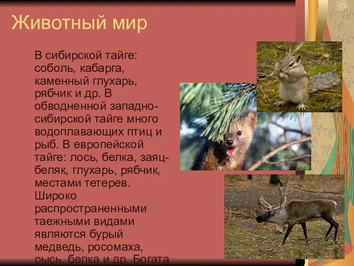 Животный мир В сибирской тайге: соболь, кабарга, каменный глухарь, рябчик