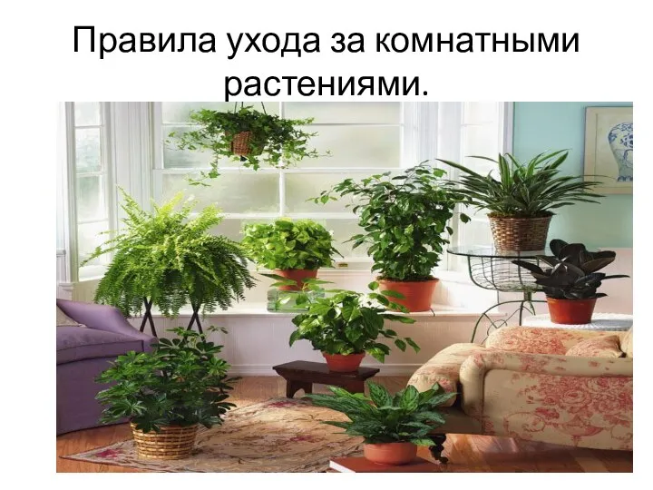 Правила ухода за комнатными растениями.