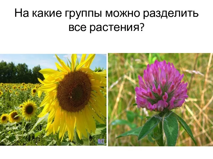 На какие группы можно разделить все растения?