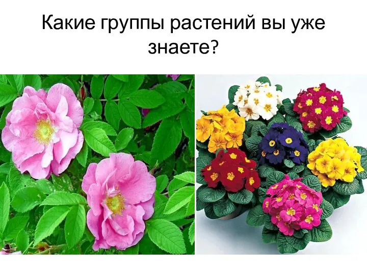 Какие группы растений вы уже знаете?