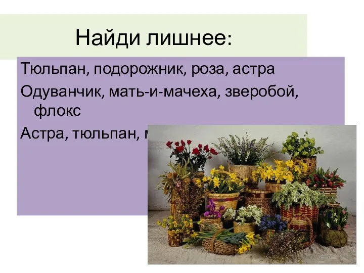 Найди лишнее: Тюльпан, подорожник, роза, астра Одуванчик, мать-и-мачеха, зверобой, флокс Астра, тюльпан, морковь, гладиолус