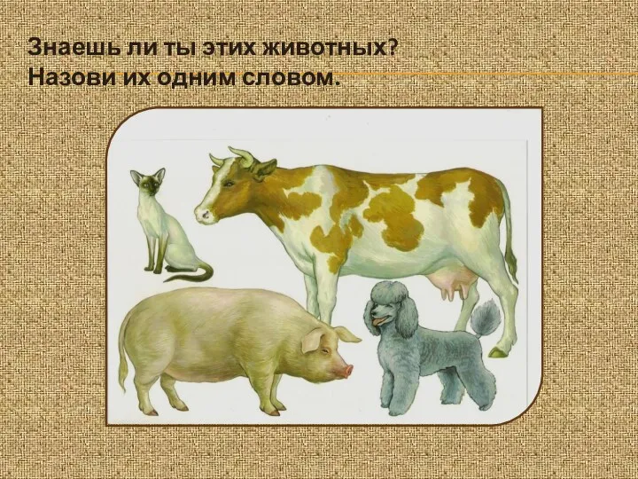Знаешь ли ты этих животных? Назови их одним словом.