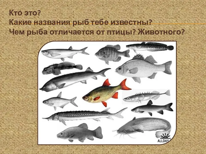 Кто это? Какие названия рыб тебе известны? Чем рыба отличается от птицы? Животного?