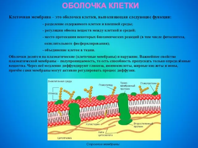 ОБОЛОЧКА КЛЕТКИ Клеточная мембрана – это оболочка клетки, выполняющая следующие